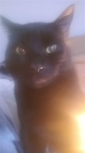 The Most Beautiful Recitation Of Quran In 2025#quran #shorts