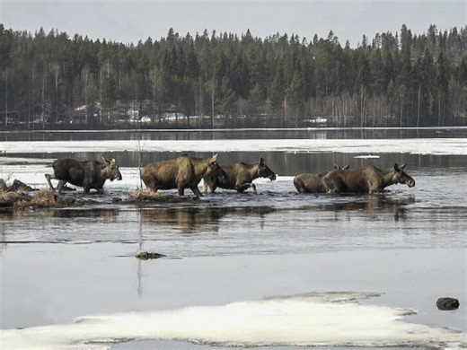 24-hour live coverage of Sweden’s epic moose migration over. It’ll return in 2026