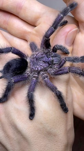 Mature female Avicularia purpurea (purple pink-toed tarantula) showing off her beautiful colors after a recent molt. This species and another 20 species were restocked during our most recent update last Friday. ⠀⠀⠀⠀⠀⠀⠀⠀⠀ In anticipation of the incoming winter storm next week and the lingering effects of last week’s winter storm, shipping this week is on a case-by-case basis and will be paused after 1/16. Shipping will be paused all of next week, and we may not be able to ship packages to certain