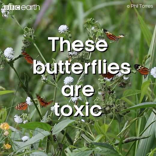 These butterflies are drinking poison. 🦋 #EarthCapture | BBC Earth