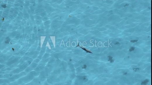 Drone top view of a dolphin swimming in crystal water with tranquil ripples, and reefs below it