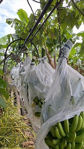 4.8K views · 63 reactions | GCTCV 218 lumalaban sa Fusarium wilt or panama disease. #bananacavendish #bananaharvest #bananafarm | Dencio | Facebook