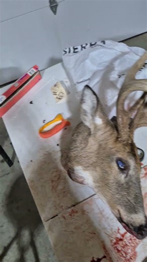 #hunting #deer European mounts