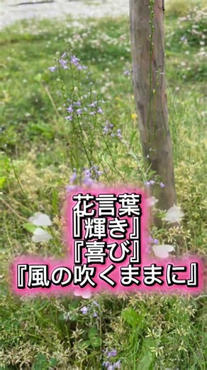 マツバウンラン | 道端花図鑑 4 朝のクローバー広場
