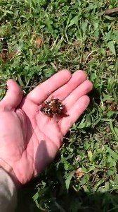 Time to start looking for signs of periodical cicadas – Cicada Mania