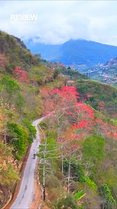 315K views · 4.5K reactions | Mùa hoa gạo rực lửa Hà Giang | Review | Facebook
