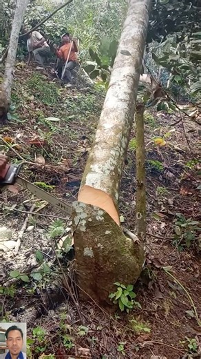 Controlled Tree Felling by Pulling Direction 🪚⚠️