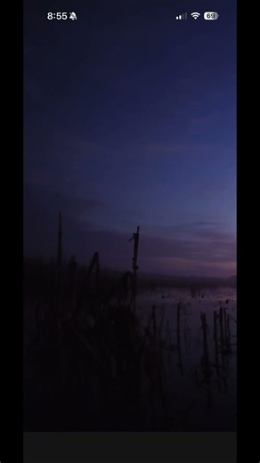 Best sight ever #duck #duckhunting #hunting #deadduck #womanhunter