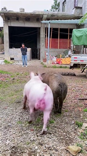 Escorting the Swine Line 3