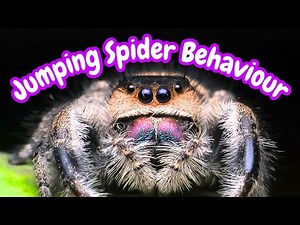 Jumping Spider Behavior & What It Means | Jumping Spider Behaviour Meanings | Spooderpods