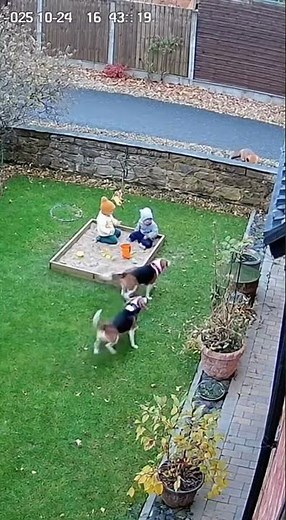 Two Beagles Save Kid From Fox Attack - Heroic Dogs Protect Child! #Hero #dogs