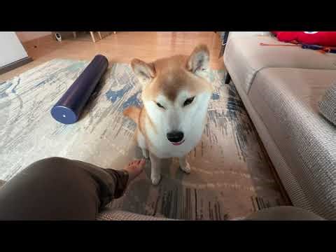 February 23, 2026 (Mon) | Takes the Treat but Won’t Bring the Ball Back 🎾🍪🐕