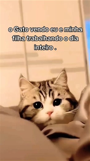 Ainda bem que sou um gato. #shortvideo