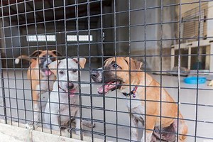 Should you buy your dog from a shelter or a pet store?
