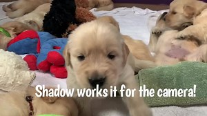 27K views · 5.1K reactions | In this episode of As the Nature Litter Turns, Galaxy yawns, Sunbeam poses, and Shadow “breaks” the camera!  | GoldenSoul Dogs | Facebook