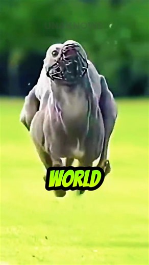This dog can outrun a Cheetah! 💨🐕🐆 #shorts #greyhound #cheetah
