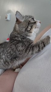 Could you resist my cat's PRO begging skills?? #cats #cat #catlovers #catsofinstagram #happycat #sassycat #winkythedwarfcat #winkysassytoot #sassytoot #funnyvideos #funnyanimals #catvideos | Winkythedwarfcat