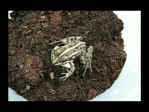 Predation of amphibians by Epomis (larva) Video S3