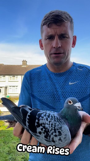 Cream Rises, Sire to Tony Phelans Open Winner🏆 Winners bred Winners | Sean Hunt Pigeons