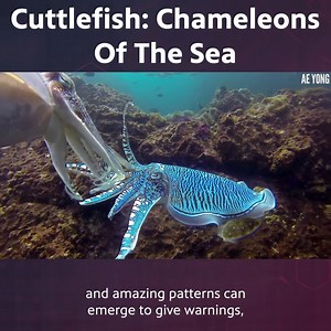 17K views · 699 reactions | Cuttlefish: Disco Camouflage Chameleons of the Sea | Be Smart | Facebook