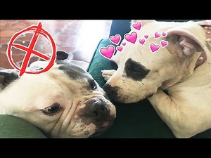 OUR NEW RESCUE DOG ELLIE MEETS ALL MY PETS! | NICOLE SKYES