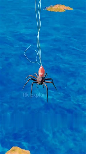 Spiders Can Fly Across Oceans 😮#shorts #shortvideo #ytshorts#facts