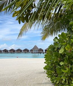 13K views · 133 reactions | Share unforgettable family holiday moments in your Two Bedroom Family Beach Pool Villa in the Maldives. This villa opens directly onto soft white sands and features a shaded terrace complete with an inviting 9-metre pool, a dining table and a hammock for relaxation. Enjoy the lull of the Indian ocean waves and breathtaking encounters with indigenous herons. UnforgettableJourneys #AnantaraHotels #Maldives #AnantaraDhigu | Anantara Dhigu Maldives Resort | Facebook