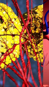 Top 5 Interesting Health Benefits of Avocado Incorporating avocados into a balanced diet can provide these numerous health benefits, contributing to overall well-being.陋綾 #thecookbook #healthcare #nutrition #shorts #reels #remedies #benefits #avocado #antioxidants #antiinflammatory #avocadosalad #healthyeating #nutrientrichfoods #healthyliving #digestivehealth #avocadosandwich | The Cook Book | Facebook