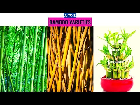 Bamboo Varieties A to Z