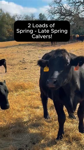 Tax Man is coming! I have two loads of cows that are spring - late spring calvers. They’ve been completely worked and are ready to roll! Price: $3,250/each FREE 10 miles of shipping per cow purchased! 📞 Call or text Bubba: 903-388-4472 Para español, llame a Ricky al (903) 644-6862! Vaccinations/deworming includes: 6 5 virus shield, Calvary nine, MultiMin, Safeguard drench wormer, Ivermectin, and Brute fly spray. Pregnancies have been confirmed via ultrasound. 🐮 Rutherford Land and Cattle, LLC 