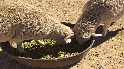 Gift of the Givers brings relief to Die Vlaktes farmers - SABC News - Breaking news, special reports, world, business, sport coverage of all South African current events. Africa's news leader.