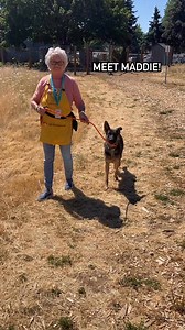 69K views · 1.6K reactions | Maddie is a 3-year-old #germanshepherd. She’s shy at first, but once she warms up she has nothing but love to give! She’s looking for a family to show off her playful side. Forecast calls for plenty of slurps, Maddie loves to give kisses.  Get to know your new friend at link in comments! | Oregon Humane Society | Facebook