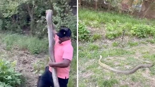 Viral video shows 8-foot python on Atlanta's Beltline