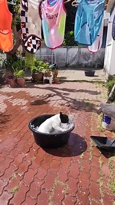 16K views · 640 reactions | Spin Cycle Activated!  | Pet World | Facebook