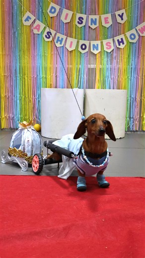 B A R K & S P A R K on Instagram: "Our furry fashionistas took over the runway at the 𝐃𝐨𝐠𝐠𝐢𝐞 𝐌𝐞𝐞𝐭-𝐔𝐩: 𝐀 𝐃𝐢𝐬𝐧𝐞𝐲 𝐅𝐚𝐬𝐡𝐢𝐨𝐧 𝐒𝐡𝐨𝐰, dazzling everyone with their Disney-inspired looks and pure paw-some style! ✨🐾 A huge shoutout to all the amazing furparents—your pups wouldn’t have looked this paw-fect without you! 👏💖 Meeting our Bark & Spark community face to face was such a joy 🥰 Thank you all for joining the fun and making it a day to remember! 💫 #dogsofinstagram #Ba
