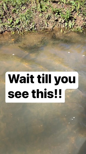 See full vids on my YouTube Exploring Alabama #fun #happy #smile #love #rare #treasure #family #cleaning #creek #explore #outdoors #dog #reels #life #support #cat #Facebookreelscontests #metaldetecting #crazy #amazing #impossible #neveragain #failure #beautiful #Wonderful #salon #beautychallenge #sunday #support #life #treasure #outdoors #reelsfb #reels #reelsviral #reelsvideo #reelschallenge #reelstrending #catsofinstagram #catstagram #cats #kittens #animals #animallover #rare #scary #crazy #po