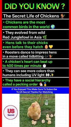 The Secret Life of Chickens 🐓