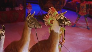 Camels Circus Performance Camels Circus Arena Stock Footage Video (100% Royalty-free) 3431657269 | Shutterstock