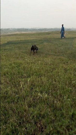 Hunting rain quail with my best dog gsp gunner quail hunting