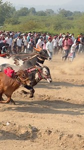 Bull race #reels #bailgada #viral #bailgadasharyat #shorts #bull #market | Bail gada Update