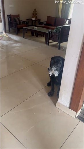 Dog Spills Flour All Over the Floor || ViralHog