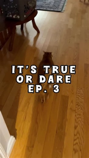 Beauty and the Bean on Instagram: "Mission Impossible: Be Nice to Lily Edition 😳 Day 3 of IT’S TRUE or Dare… Comment the next truth or dare before Bean files an appeal 😼👇 Start your morning by waking up with Bean (the loudest orange cat you’ll ever meet) ☕️🌞 Daily chaos, dramatic meows, and Beauty judging it all 👑🐾 Follow along for a new episode every day! #beautynthebean #wakingupwithbean #funnycats #orangecat #catvideo #pets #itstrueordare"