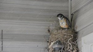 A fledgling American Robin paces nervously on the edge of its nest before finally mustering up the courage to leave the safety of its next and take its first ever flight.