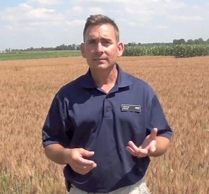Fall Burndown Strategies for Winter Wheat
