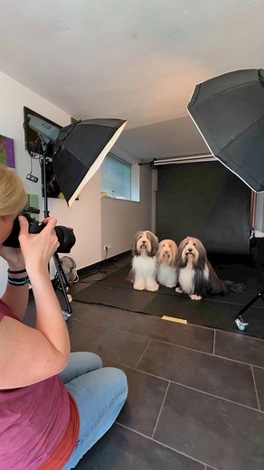 📸Schwarzer Hintergrund im Studio – kannst du das schon? 🎯Tipp 1: Wähle den richtigen Hintergrund Für klassische Studiofotos funktionieren weiße oder schwarze Hintergründe besonders gut, da sie das Hauptaugenmerk auf dein Motiv lenken. Ein schwarzer Hintergrund wirkt besonders edel.🎯Tipp 2: Nutze gute Blitze und kein Dauerlicht 🐾🎯Tipp 3: Achte auf die Augen 👀Die Augen sind das Fenster zur Seele – auch bei Hunden. Stelle sicher, dass die Augen deines Hundes immer gut ausgeleuchtet sind. Acht