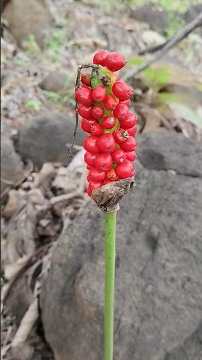 "Unique Jungle Plant 🌿 | Arum Maculatum aka Cuckoo Pint #shorts"