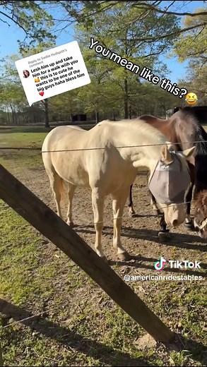 Replying to @Sadiie Hudspith #donk #donkey #minidonkey #excited #angry #leash #farm #farmlife #farmtok