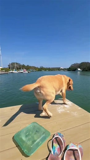My New Favorite Video of Dock Jumping