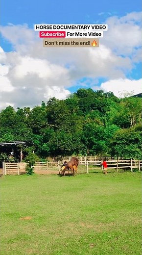 Eps.58 Natural Horse Breeding Documenter #horse #animals #breeding #cavalos #fyp #shorts