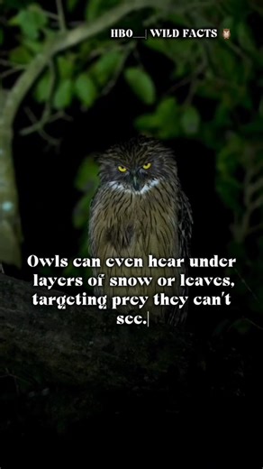 WILD FACTS about How Do Owls Hunt in Total Darkness? #animals #animalfacts #animalshorts